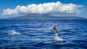dolphins