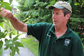 Brian Beaty, campus arborist, looks at a tree's leaves.