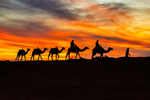 camel convoy in the desert